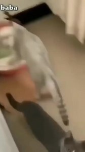 2.7K views · 22 reactions | Capee  | Kucing Gemoy | Facebook