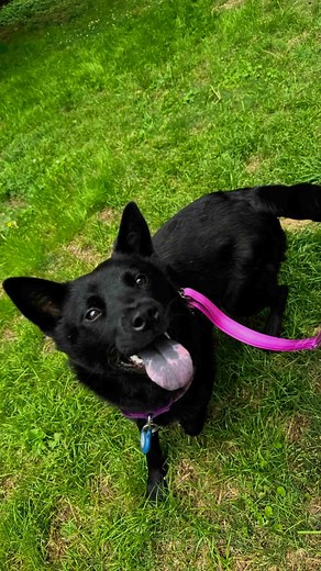 Ebony is a 1 year old female chow blue heeler mix. She is about 35lbs, spayed, microchipped, and UTD on shots. Shes great with other dogs (and probably cats!) Shes a shy, docile girl who is very well behaved, she just needs an amazing home where she can continue to grow. Available to foster or adopt from Chaps Chow Rescue Atlanta . . . . #chowchow #chowchowlovers #rescuedog #dontshopadopt #chowchowlovers #atlantaadopts #atlantanimalrescue #fosterhomeneeded #chapschowrescue #chowchowmix | Chaps C