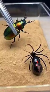 621K views · 2.5K reactions | One wrong move… and it’s over. ️者 The spider prepares to strike as the beetle stands its ground. #SpiderVsBeetle #NatureReels #PredatorMoment #WildFaceOff | SpiderVerse Wild | Facebook