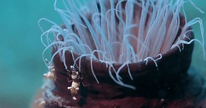 Sexy Shrimps Thor Amboinensis Dancing On: стоковое видео (без лицензионных платежей), 3506163583 | Shutterstock