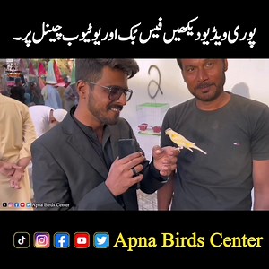25K views · 391 reactions | Hand Tame Canary Bird 朗 #handtamebirds #canarybird #birdsmarket #lalukhetbirdsmarket #apnabirdscenter #owaiskhan #birds #parrots #karachi #fyp | Apna Birds Center | Facebook