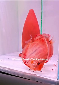 1.9K views · 43 reactions | Disponibili in negozio Discus Red Ica e Alenquer 13-14cm. Per informazioni scrivete in privato oppure su WhatsApp 342 873 2515 | I Discus di Cannilla The Royal Discus Riproduzione e Allevamento Italiano | Facebook