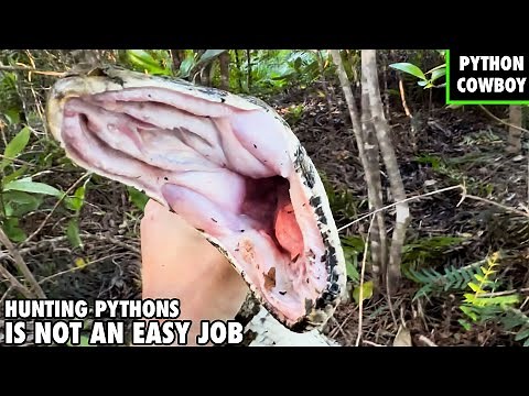 Python Hunting In The Florida Everglades Is Not An Easy Job