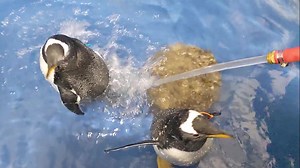 Our penguin chicks have grown so fast! Their adult feathers have grown in now & it's time to learn to swim. Take a peek behind the scenes as our Zookeepers introduce them to water for the first time. They seem to like it! 🐧💦 | Indianapolis Zoo