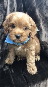 Lombard has the Cockapoo for you! This handsome dark red boy is amazing! Come visit him and his tiny sister! You are going to love them! ❤️❤️❤️❤️❤️ Ask us about our health warranty and easy financing options! 🐶 Happiness Is Pets Lombard 🐾 616 E Roosevelt Rd 🐕 Lombard Illinois 60148 🐩 630-261-9400 | Happiness is Pets