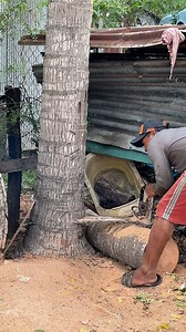 77K views · 118 reactions | Rural Palm Tree Cutting Machine Techniques | Creative Handmades Ideas Diy | Facebook