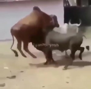 17K views · 607 reactions | sad story  | Face Reality | Facebook