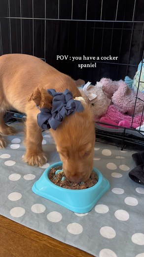 Cocker Spaniel Struggles with Elephant Ears