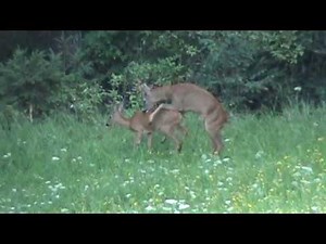 ROE DEER RUTTING SEASON / REHBRUNFT (TREIBEN UND MEHRMALIGER BESCHLAG)!