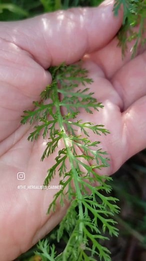 191 reactions · 18 shares | #yarrow #foraging #gardening #herbalism #holisticmedicine | Flower & Fern Apothecary | Facebook