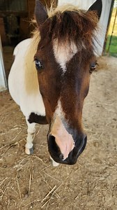 We have to separate the boys out to give Molly 1:1 time. Doc and Zeus just turned 1 year old, and in livestock guardian years, that means they are still toddlers. So they lack maturity, and their energy is bursting at the seams! Molly's almost 2 years old, and although she is technically still a puppy in the livestock guardian world, she's nearing the end of the puppy phase and has matured and slowed down. While she loves to play with the boys and she maintains her role as the boss, it is diffic