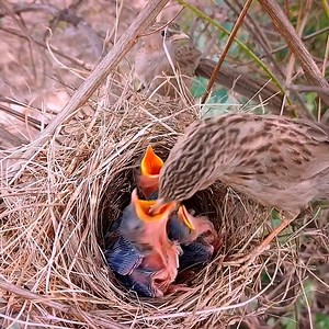 Bird Baby's stepping his foot outside of nest | Review Bird Nest