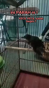 51K views · 46 reactions | ini kenapa murai nya ada yang tau #muraibatu | Kupas Tuntas Settingan Dan Perawatan Burung | Facebook