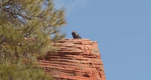 Rare California Condor Nesting Canyon Close: Stockvideos & Filmmaterial (100 % lizenzfrei) 1032488447 | Shutterstock
