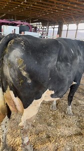 Getting the cows loaded | Steve Wunderlich Hoof Care