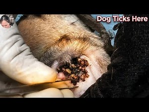 Dog Ticks Removing Clip - How To Remove All Ticks From Dog Body ‪@FamilyKun‬