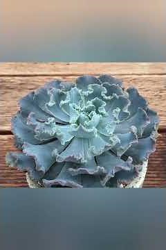 Echeveria types Succulents