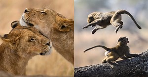 One Lens Plus Two Teleconverters Equals One Amazing Safari