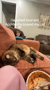 Scared Cat Compilation: Funny Cat Videos of Frightened Cats