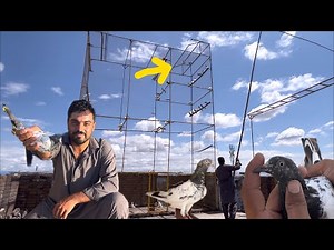 Teddi kabootari ka shikar kar lie 😝||black kabootar bhag ghia so sad🥹