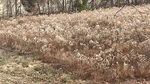 “CRP”. If you have hunted western Kentucky you have no doubt heard the term. It is in my opinion the catalyst for the dramatic climb in numbers and quality of bucks, with its origin back in 1985. Initially, the acronym stood for Crop Reduction Program. It has since been changed to Conservation Reserve Program. It was an effort by the USDA/FSA to get marginal crop ground and or pasture land into a state of “rest”. Essentially, participants were paid a per acre rate in lieu of tilling or grazing, 