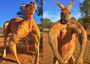 The World's strongest kangaroo?? Sweet Jesus it's ripped 😱😱😱 | Man Beast Strongman Events