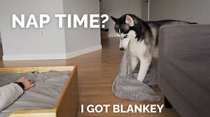 Today Mom Tried to nap with Moon! He was so cute and tried to get the bed comfortable for us! He brought me a blanket!!!! #funny #cutedog #husky #talkingdog #sassydog #huskylove #funnydogs #huskysiberiano #siberianhusky #naptime | The Husky Moon