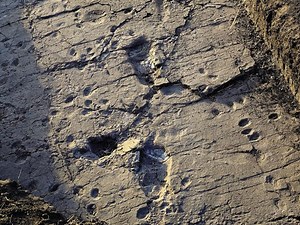 Laetoli Footprints Dating Technique