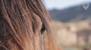 2K views · 87 reactions | Jacobs Ridge Animal Sanctuary on Reels | Facebook