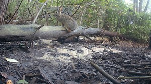 4.7K views · 482 reactions | My favorite bunny at the stream on the trail cam! This little one always makes me smile! Looks like he is out exploring! There's a bit of an intermission in the middle, but he does come back and you have to see him peeking over the log lol! :D I hope you enjoy the video! #nature #wildlife #bunny #rabbit #kalamazoo | The Bird Perch | Facebook