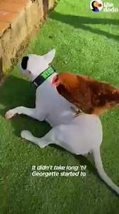 18 reactions | Happy Tails on Reels | Facebook