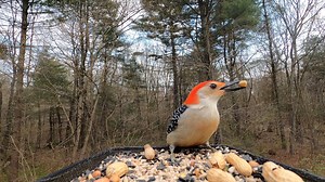 32K views · 1.2K reactions | Mourning Doves, Red-winged Blackbird, Red-bellied Woodpecker, Blue Jays, White-breasted Nuthatch, Northern Cardinal | Critter Cam | Facebook