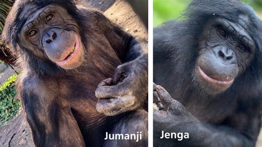 'Cautiously optimistic': After deaths of 3 apes, Jacksonville zoo focuses care on the sick