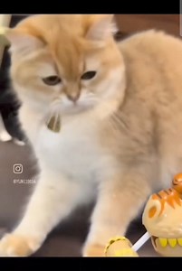 Don't do the poor cat like that 😂 | Freedom Chasers