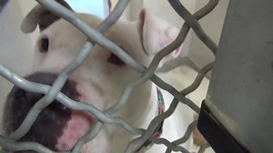 RESCUED - moved to SAFE Album 02/07 Sweet BALI is beautiful, scored a perfect A on her TEMP TEST, LOVES little DOGS!! She is already spayed and CAN GO HOME TODAY! Please SHARE for her life, she is VERY special and a FOSTER or ADOPTER would save her. Thanks! BALI #A5019693 My name is BALI and I'm an approximately 4 year old female Pit Bull. I am already spayed. I have been at the Carson Animal Care Center since 12/16. I will be available on 12/20. You can visit me at my temporary home at C218. ht