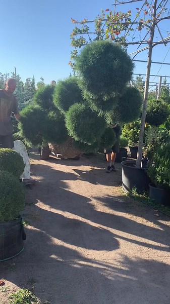 Бонсаї: Гармонія і спокій для вашого простору