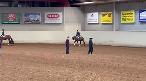 3 comments | **SOLD - APHA ALL AROUND PROSPECT** 2021 APHA gelding...