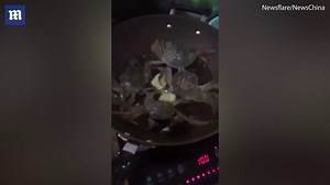 Crafty crab escapes hot pan AND turns off cooker to save friends