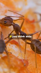 Ants are incredible engineers!! | Fairly Odd Facts