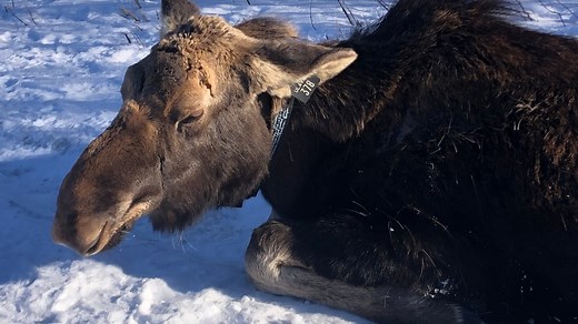 Canada's rangy, iconic beasts under mortal threat from winter ticks