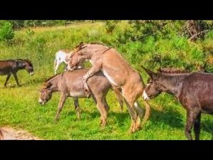 Donkey mating in hot season