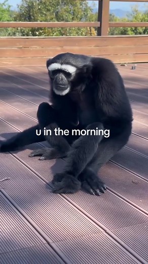#monkeys #monkeymemes #monkey