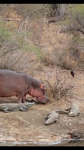 17K views · 115 reactions | Why don't crocodiles and hippos attack each other 鍊 #AnimalBehavior #WildlifeMysteries #NatureFacts #Animal #Wildlife | Tvpchapadinha | Facebook