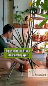 1.7K views | In commercial pineapple production there are a couple of...