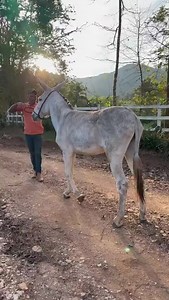 38 reactions | Jumento pêga da fazenda do Vau. | Jumentos Rancho Rc | Facebook