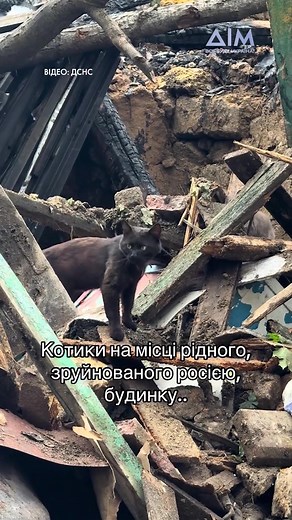 💔 Котики повернулися туди, де був їхній дім. Тепер там лише руїни після російського удару. 📸 ДСНС #кіт #телеканалдім #обстріл #одеса
