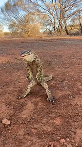 😃 При виде врага варан Varanus panoptes встает на задние лапы, «превращаясь» в динозавра | Vadim Rabinovich