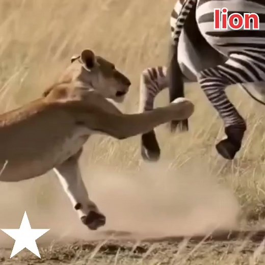 #highlightseveryonefollowers2025 #tiger #amazon #america #elephant #nepalireels | Reaction-Post