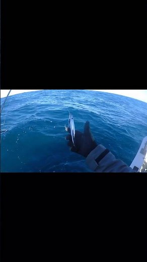 寒鰤を求めて粟島沖へ #breed #オッターテイル #fishing #オフショア #粟島 #新潟 #ジギング