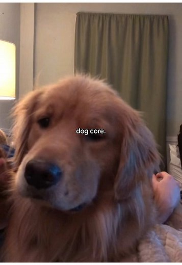Understanding Dog Core: A Passion for Canines